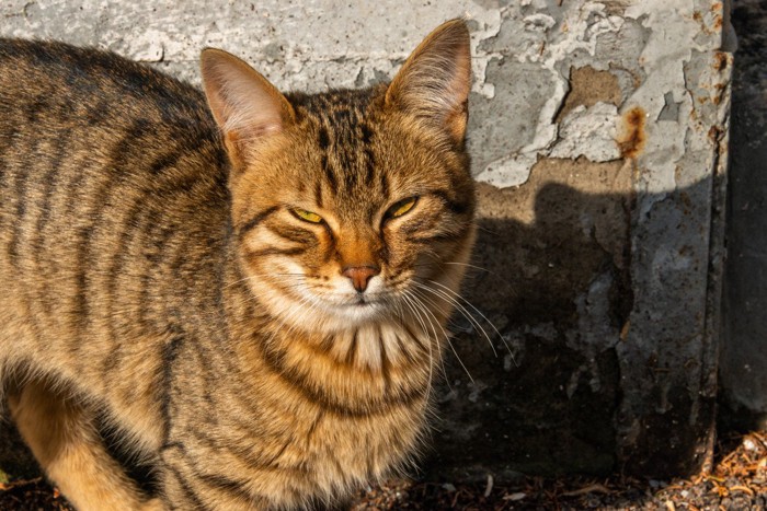 クリミアのまちにたたずむ野良猫