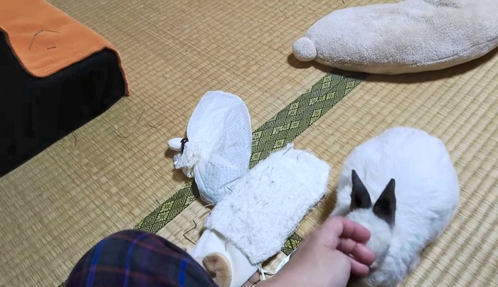 おにぎりくんは頭をなでられ中