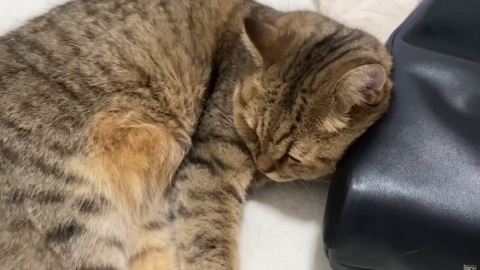鞄を枕にして寝ている猫のアップ