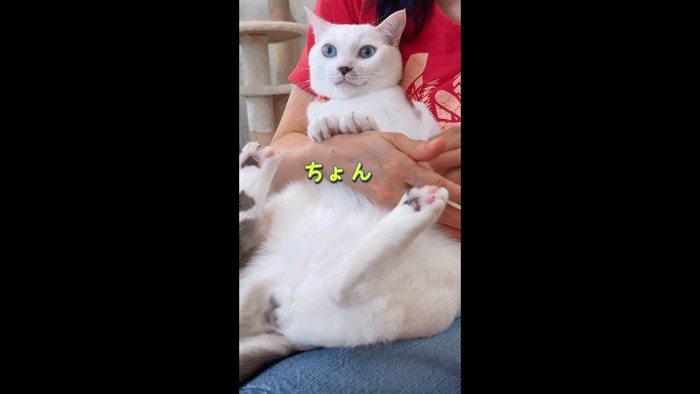 ちょん