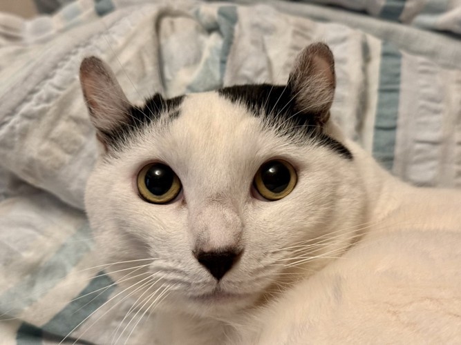 猫の顔