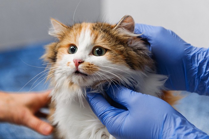 猫の診察