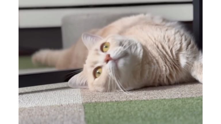 室内にいる猫