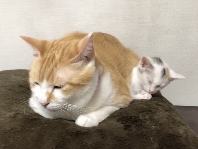 眠そうな先住猫