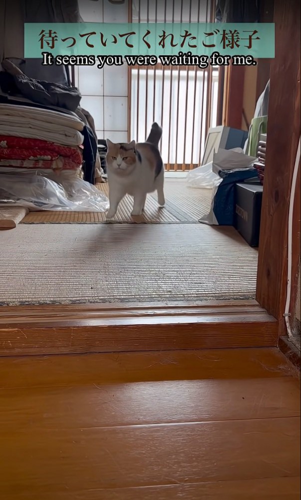 歩く猫