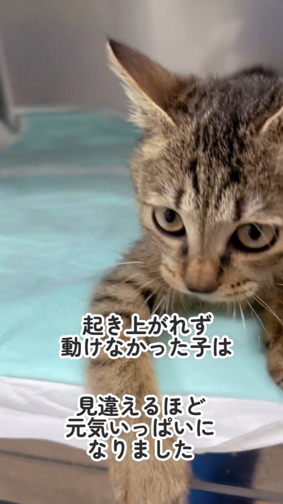 おもちゃで遊ぶ子猫