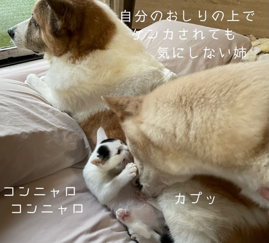 けんかする子猫と犬