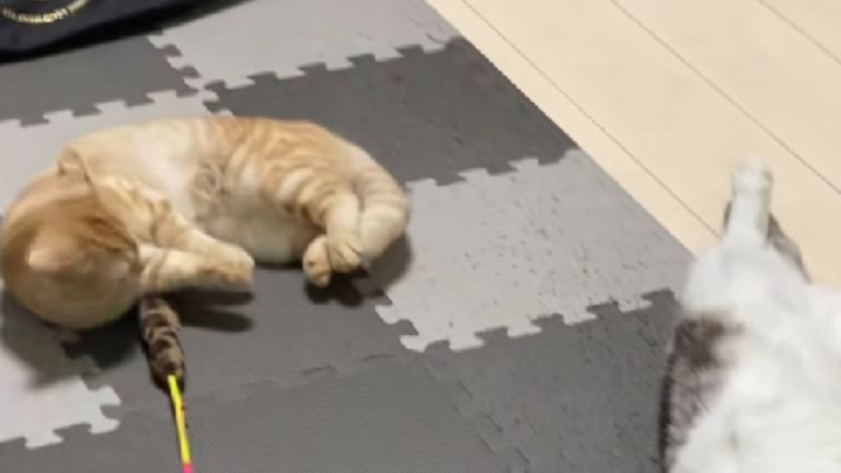 寝転がっている猫たち