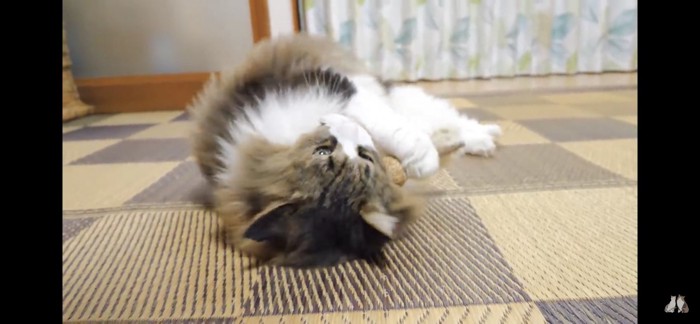 おもちゃにスリスリする猫