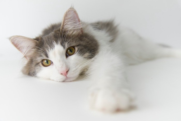 ノルウェージャンフォレストキャット