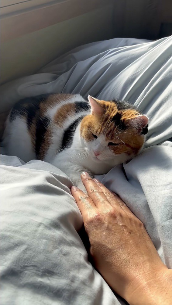 前足をなでなで