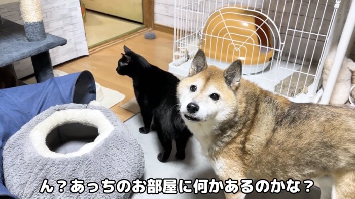 振り返る柴犬