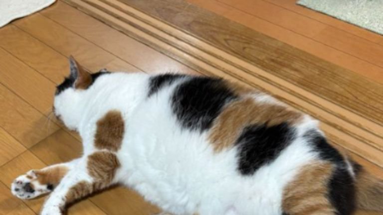 寝ている猫