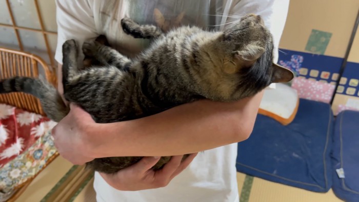 抱っこされる猫