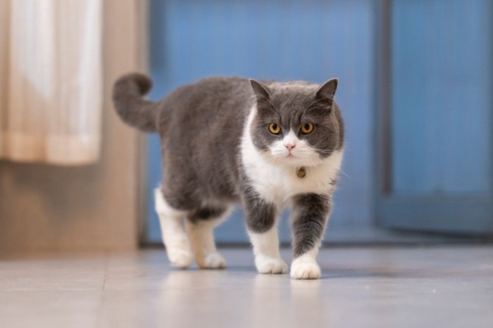 リラックスする猫