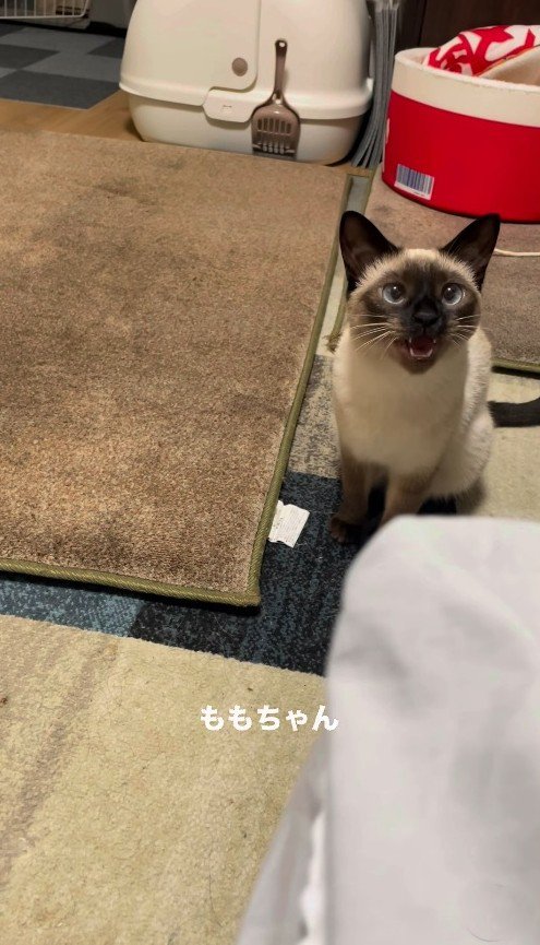 飼い主さんの話を聞く猫
