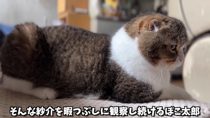 猫の横顔