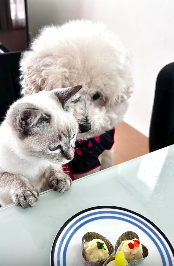 ごはんを覗き込む犬と猫