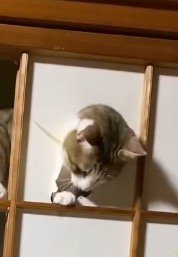 障子の穴から頭を出す猫