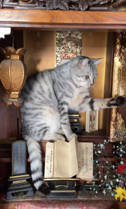 仏壇の中で左前足を前に伸ばしている猫