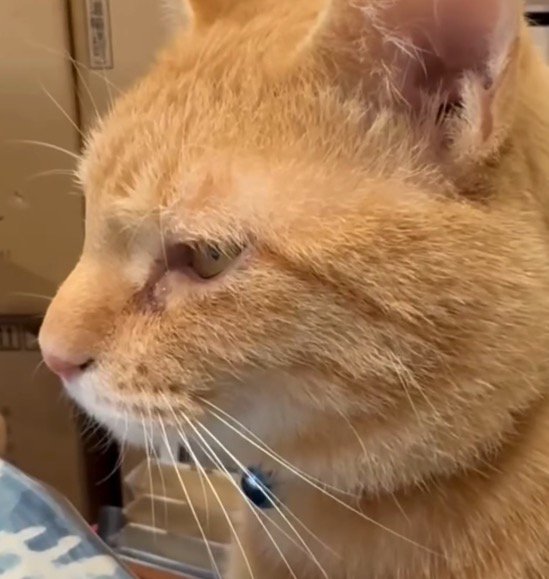 遠くを見つめる猫