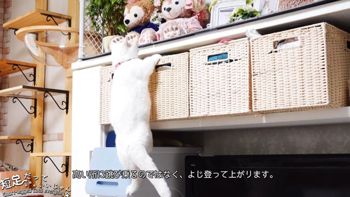 よじ登る猫