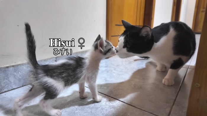 近づく猫