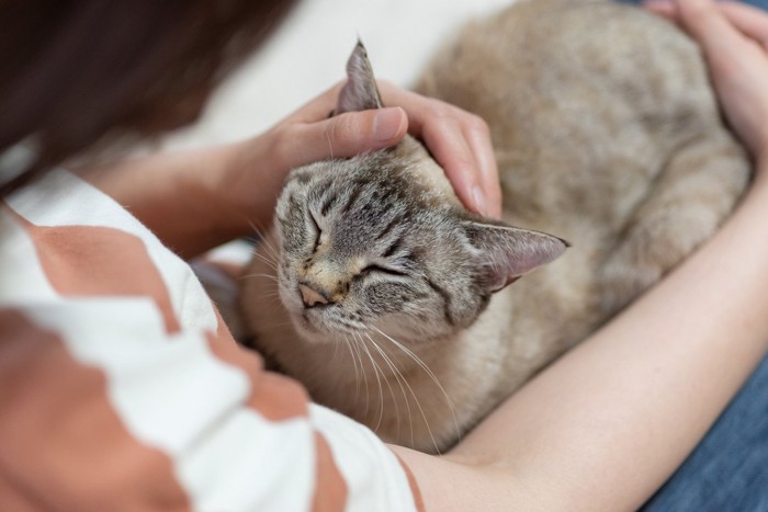 飼い主の膝でなでられる