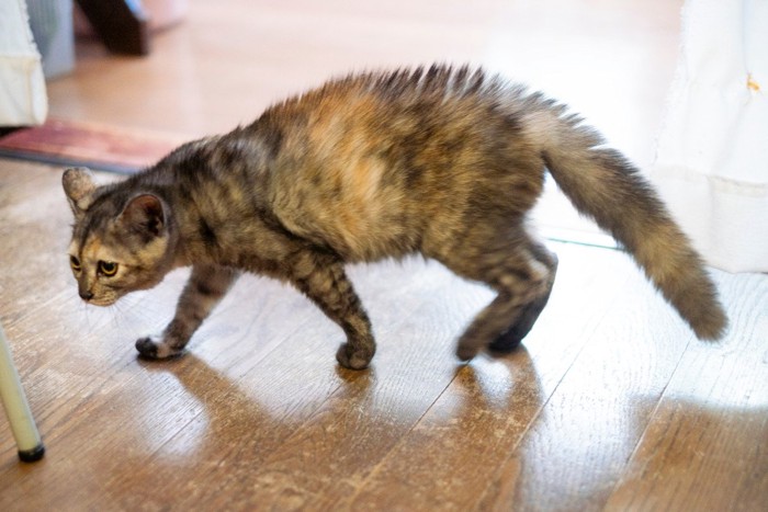 姿勢を低くして歩く猫