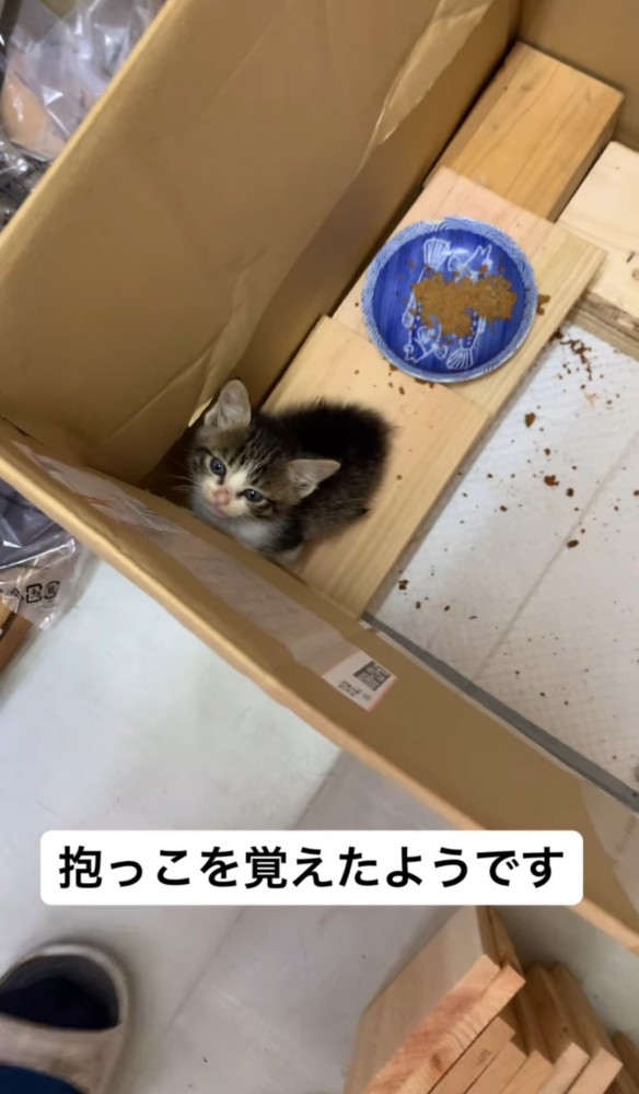 箱の中の子猫