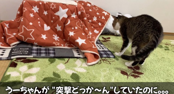 コタツに近寄る猫