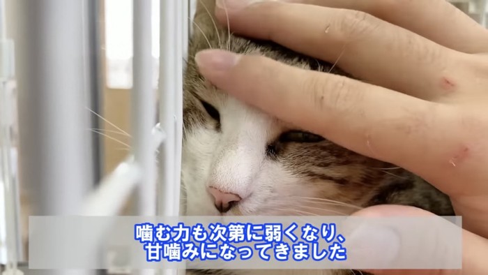 頭を撫でられる猫