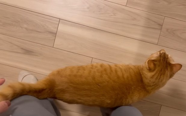 スリスリする猫