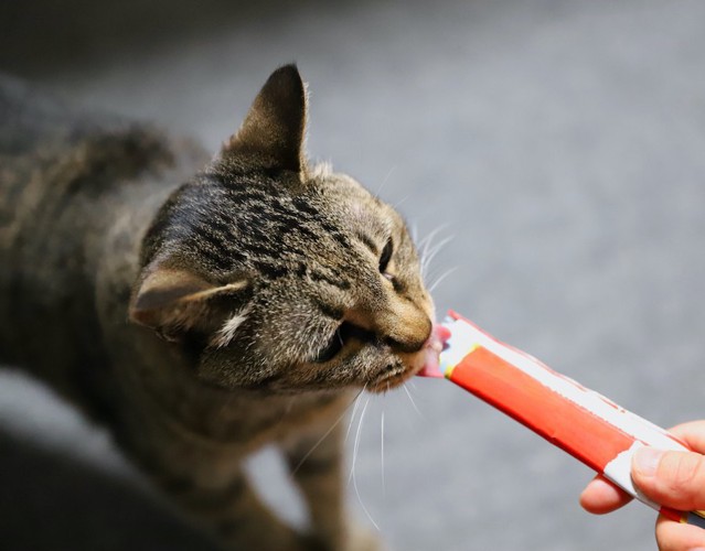 人の手からおやつを食べている猫