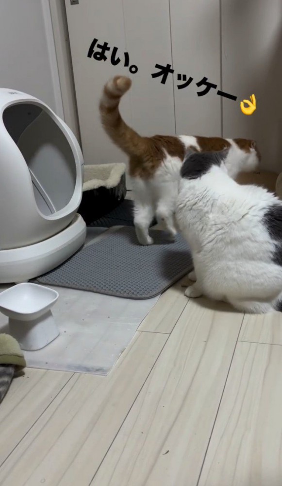 トイレから立ち去る猫とそれを見つめる猫