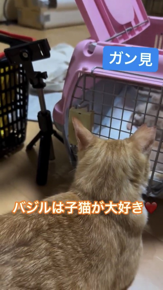 キャリーケースに顔をくっつける猫