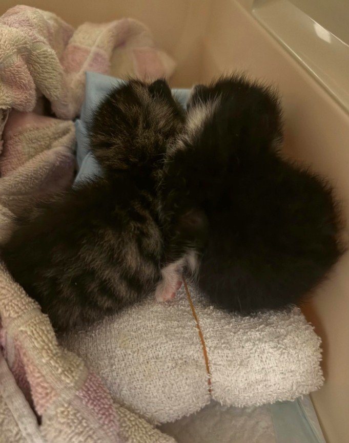 寄り添う子猫2匹