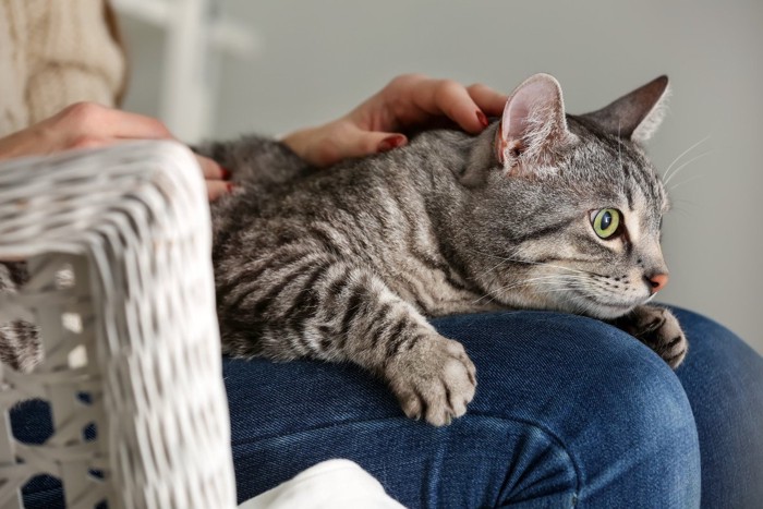 膝の上で寝そべる猫