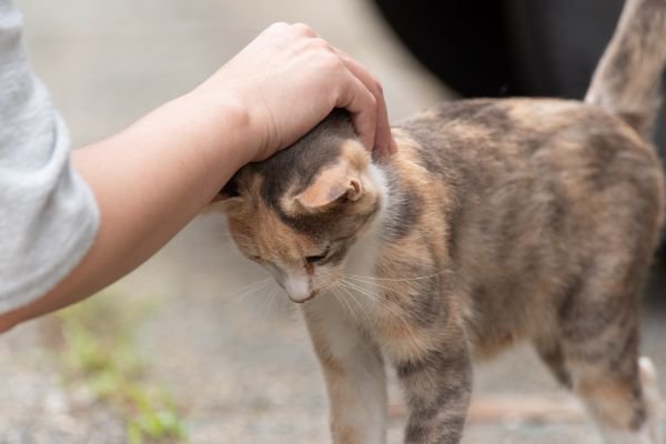 頭を撫でられる猫