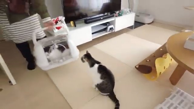 ケースを覗く猫