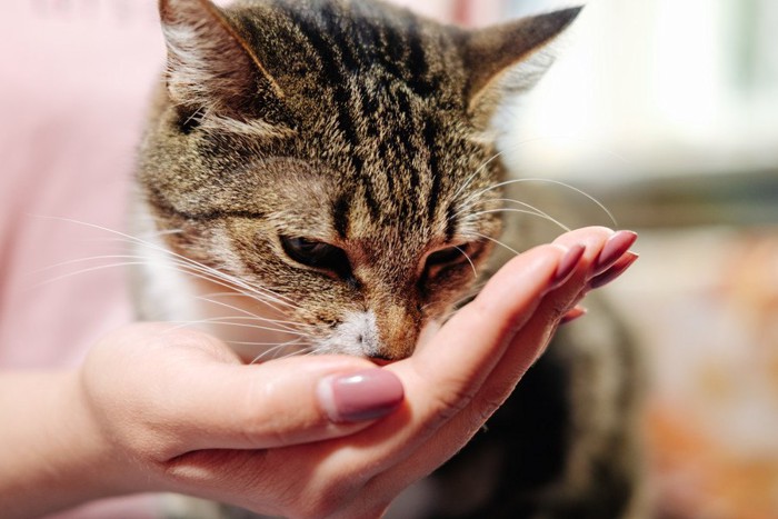 手から食べる猫