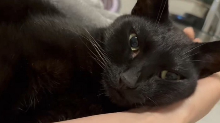 腕枕で眠る猫