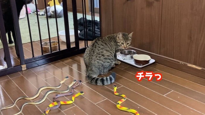 振り向く猫