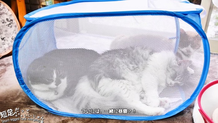 横になる猫と座る猫