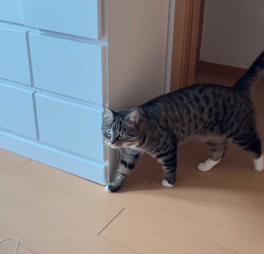 歩いてくる猫
