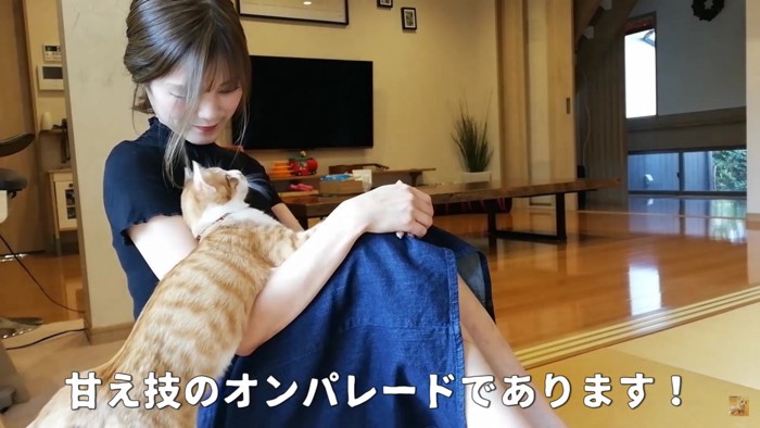 女性に登る猫