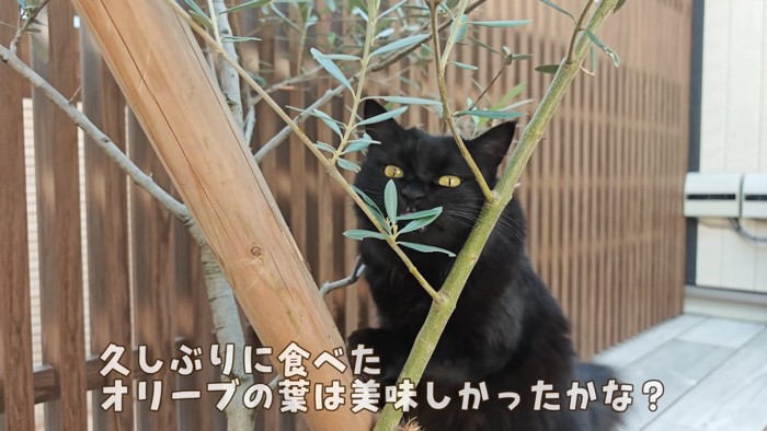 オリーブの葉を食べるモカちゃん