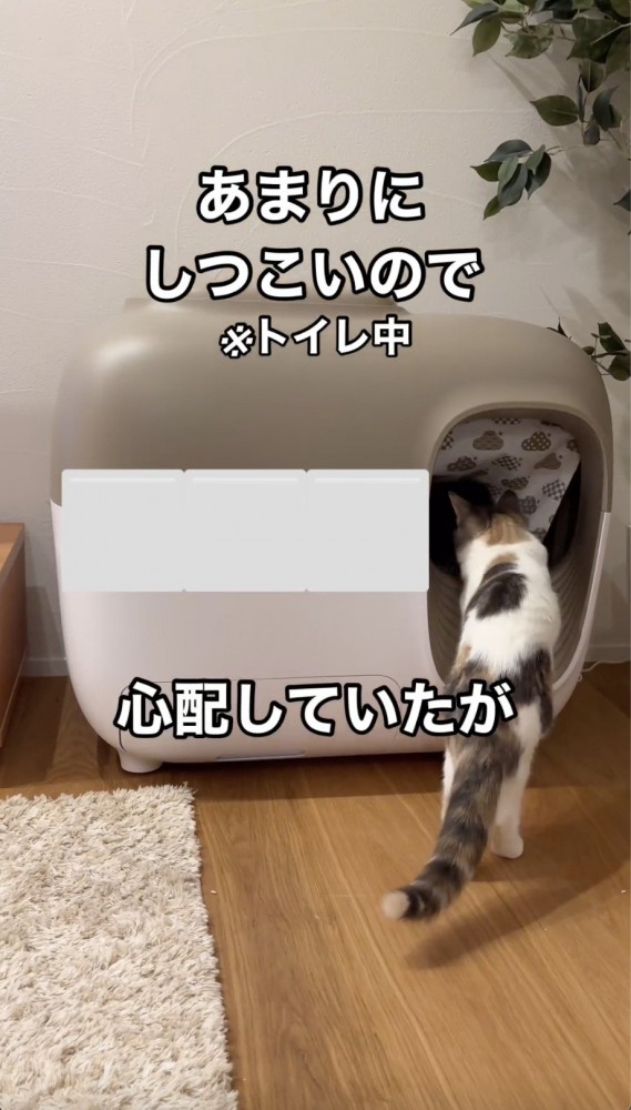 トイレまで先住猫を追いかける子猫