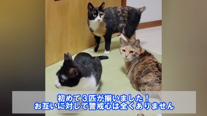 3匹の猫