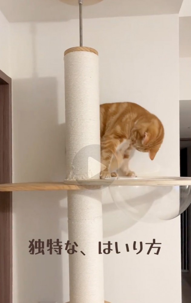 考える猫